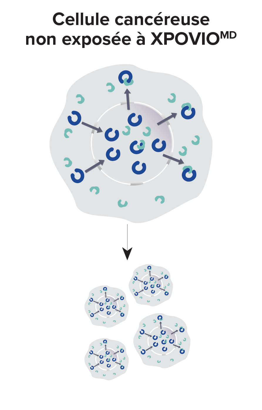 Cellule cancéreuse non exposée à XPOVIO&reg;