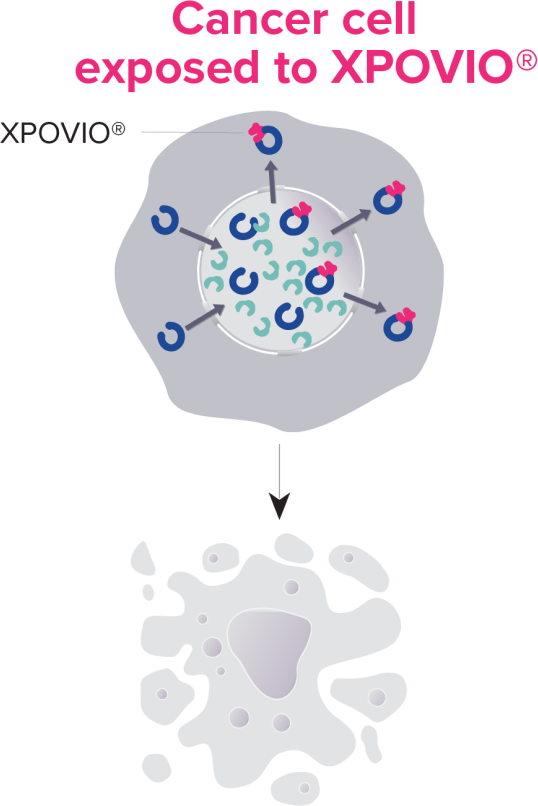 Cancer cell explosed to XPOVIO&reg;
