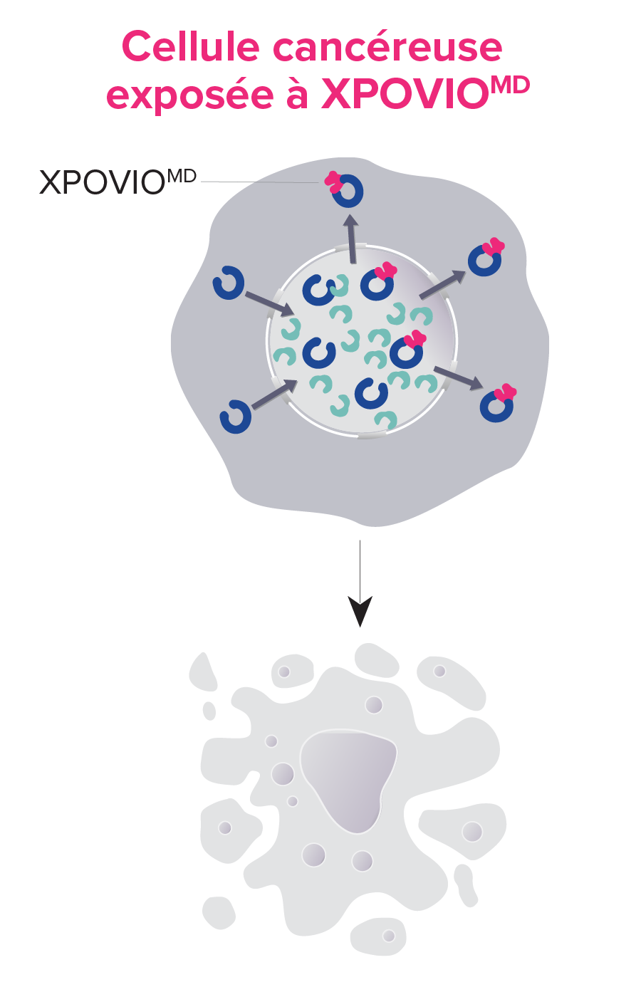 Cellule cancéreuse exposée à XPOVIO&reg;